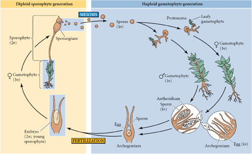 Plant life cycle2